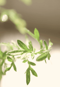 A sprig of mugwort